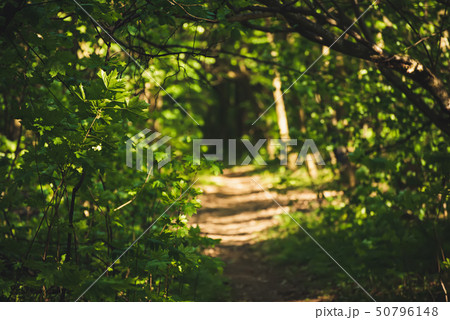 Summer green forest 50796148