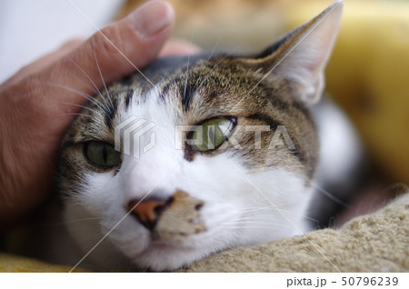 猫と暮らす 50796239