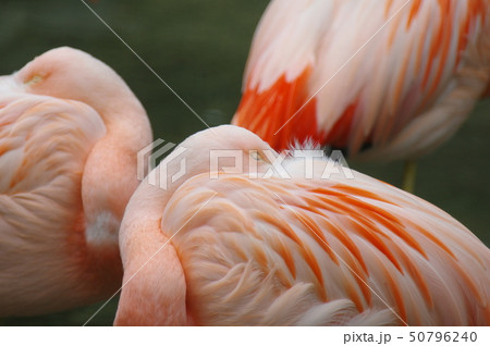 フラミンゴ フラミンゴ 50796240