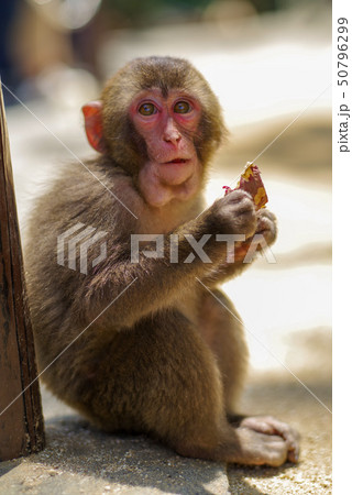 高崎山 子猿 高崎山 子猿 50796299