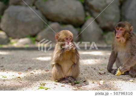 高崎山　子猿 50796310