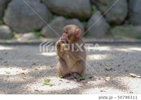 高崎山　子猿 50796311