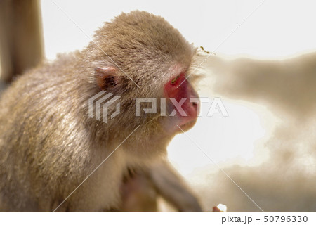 高崎山　猿 50796330
