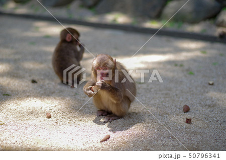 高崎山　子猿 50796341