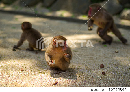 高崎山 子猿 高崎山 子猿 50796342