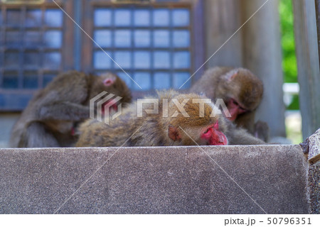 高崎山　猿 50796351