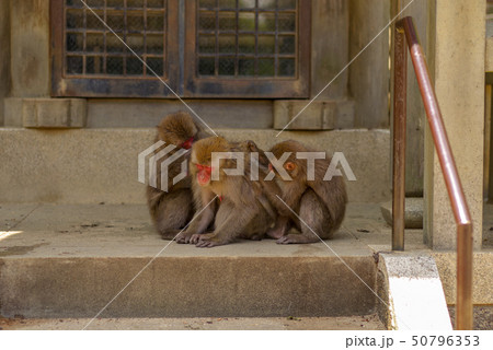 高崎山　猿 50796353