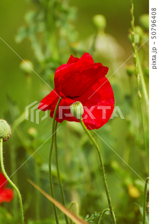 Red spring poppy Red spring poppy 50796408