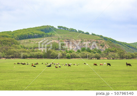 Cows graze and rest on a spring or summer meadow with fresh, bright green grass Cows graze and rest on a spring or summer meadow with fresh, bright green grass 50796540