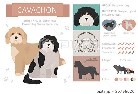 Designer, crossbreed, hybrid mix dogs collection 50796620