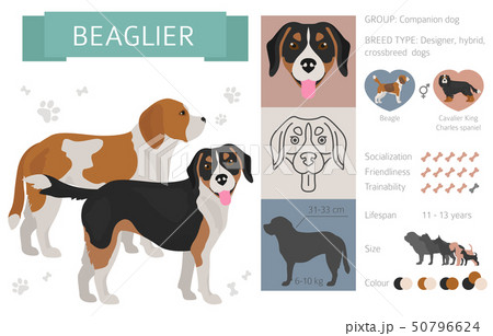 Designer, crossbreed, hybrid mix dogs collection 50796624