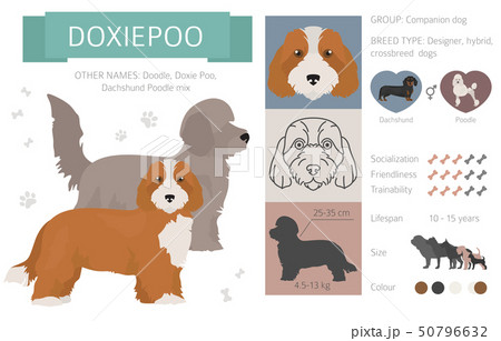 Designer, crossbreed, hybrid mix dogs collection 50796632