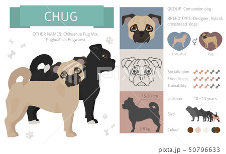 Designer, crossbreed, hybrid mix dogs collection 50796633
