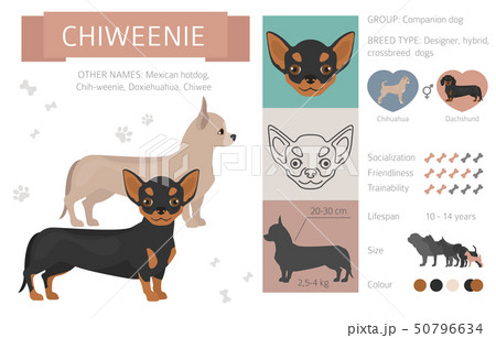 Designer, crossbreed, hybrid mix dogs collection 50796634