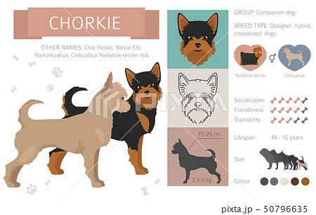 Designer, crossbreed, hybrid mix dogs collection 50796635