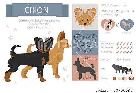 Designer, crossbreed, hybrid mix dogs collection 50796636