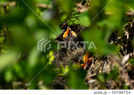 生まれたてのヒバリ 生まれたてのヒバリ 50796754