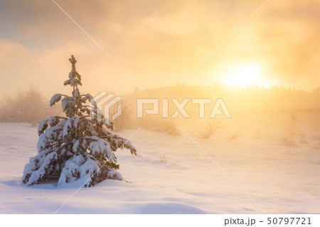 Snow-covered trees in the mountains at sunset. Snow-covered trees in the mountains at sunset. 50797721