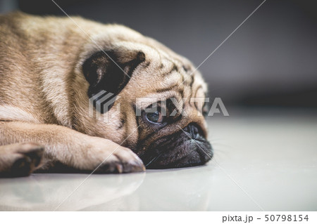 Cute dog pug breed lying Cute dog pug breed lying 50798154
