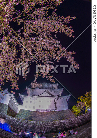 小田原城と夜桜 小田原城と夜桜 50798415