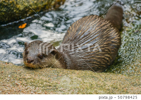 かわいいコツメカワウソのイメージ かわいいコツメカワウソのイメージ 50798425