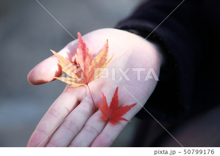 紅葉 50799176