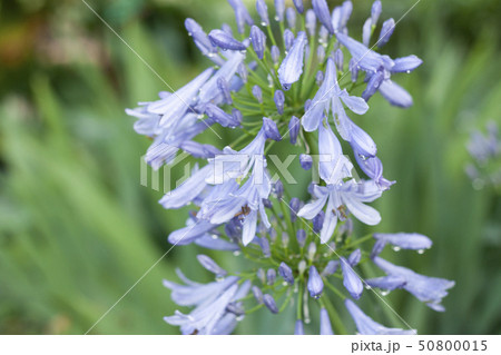 アガパンサス 50800015