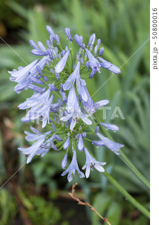 アガパンサス 50800016