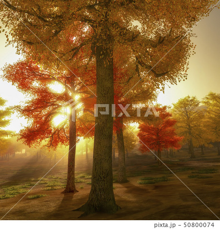 Beautiful beech canopy road Beautiful beech canopy road 50800074