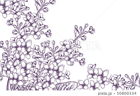 Lilac Flowers Vector Line Art Vintage Retro Oldのイラスト素材