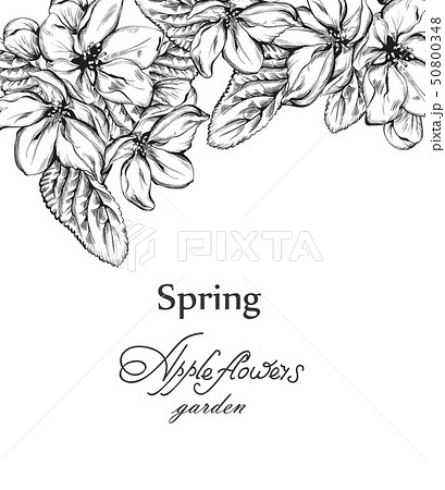Vintage card with flowers Vector lineart. 50800348