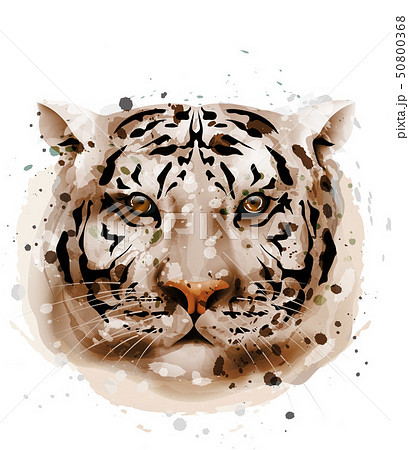 Tiger vector watercolor. Wildlife animal front 50800368