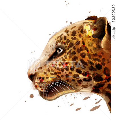 Leopard Vector watercolor. colorful detailed Leopard Vector watercolor. colorful detailed 50800389