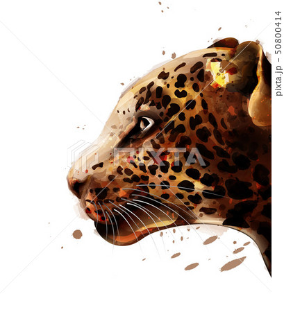Leopard Vector watercolor. colorful detailed Leopard Vector watercolor. colorful detailed 50800414