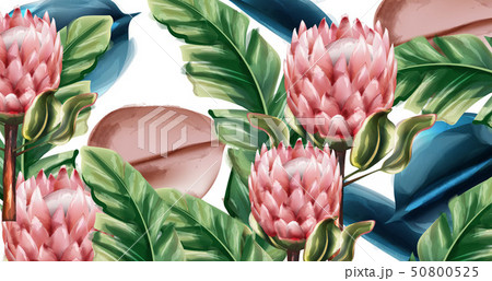 Ginger flowers tropic background Vector Ginger flowers tropic background Vector 50800525
