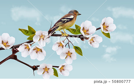Cherry flowers border . Spring blossom. Holiday Cherry flowers border . Spring blossom. Holiday 50800777
