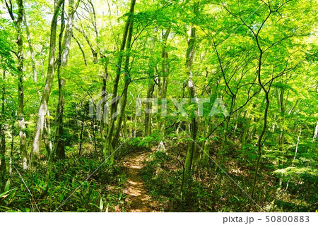 奥久慈男体山から白木山方面の新緑の森 50800883