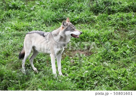 Wolf in the nature  50801601