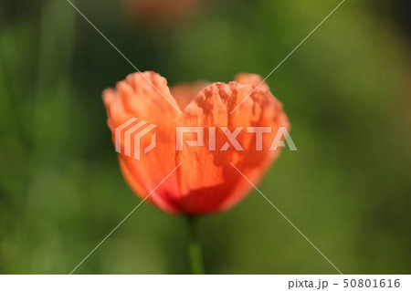 ヒナゲシ 50801616