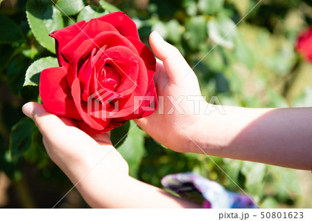 赤いバラを持つ子供の手 50801623