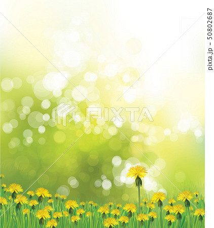 Vector Spring Background With Yellow Dandelions のイラスト素材