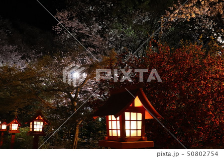 冠稲荷神社 桜ライトアップ 冠稲荷神社 桜ライトアップ 50802754