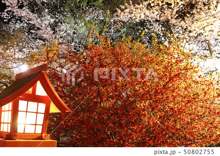 冠稲荷神社 ライトアップ 冠稲荷神社 ライトアップ 50802755