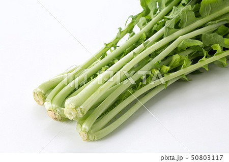 大根菜 50803117