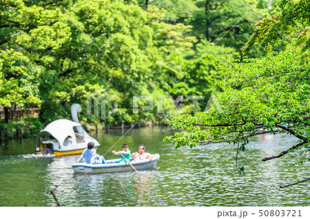 東京 春の井の頭公園 東京 春の井の頭公園 50803721