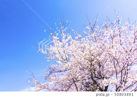 桜 50803891