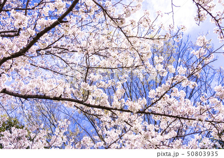 桜 桜 50803935