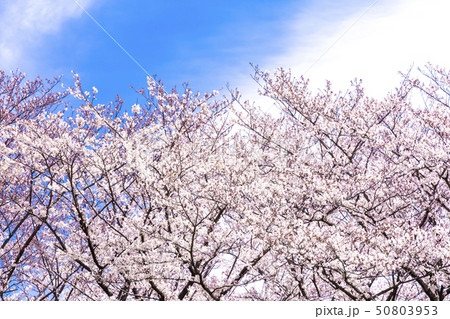 桜 桜 50803953