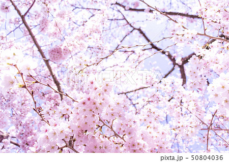 桜 桜 50804036