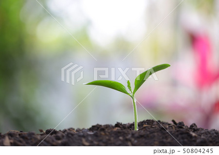 Young green plant growing in the morning  50804245